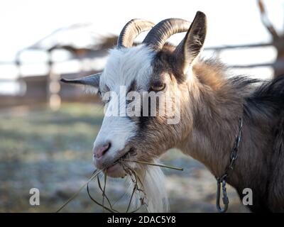 Ritratto di una capra masticare fieno Foto Stock