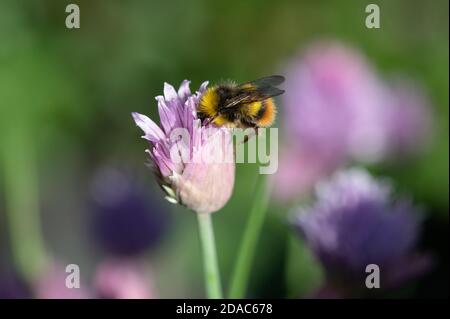 Bumblebee precoce su fiore di erba cipollina Foto Stock