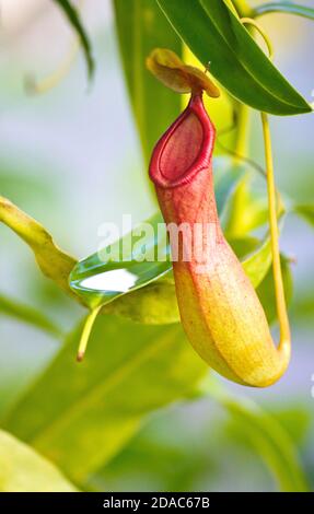 Nepenthes - pianta di caraffa tropicale Foto Stock