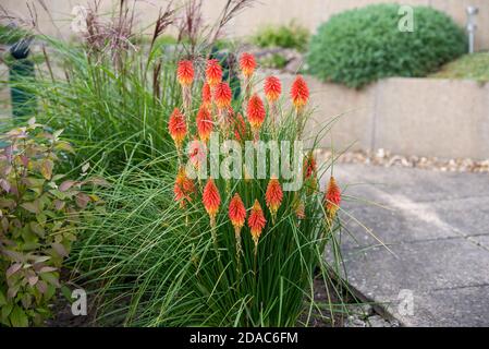 Kniphofia papaya Possicola in un giardino Foto Stock