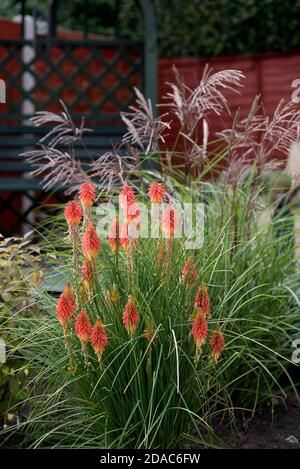 Kniphofia papaya Possicola in un giardino Foto Stock