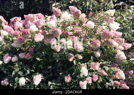 HYDRANGEA PANICULATA VANILLE FRAISE RENHY Foto Stock