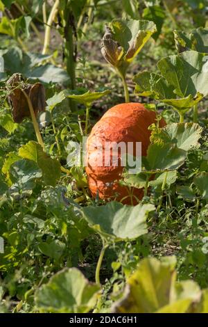 Cucurbita maxima 'Rouge Vif d'Etampes' - Agosto Foto Stock