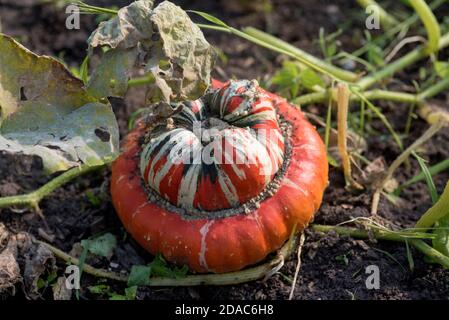 CUCURBITA MAXIMA TURKS TURBAN Foto Stock