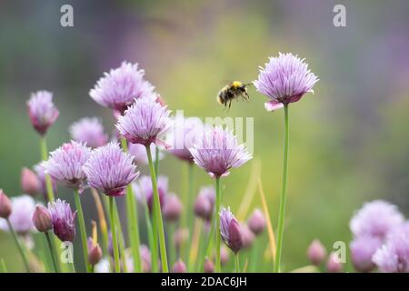 Bumblebee in anticipo che si abbaia su fiori di erba cipollina Foto Stock