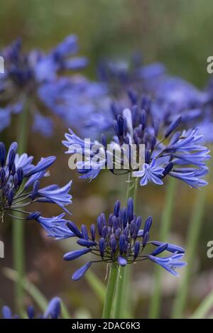 AGAPANTHUS BLU NAVY Foto Stock