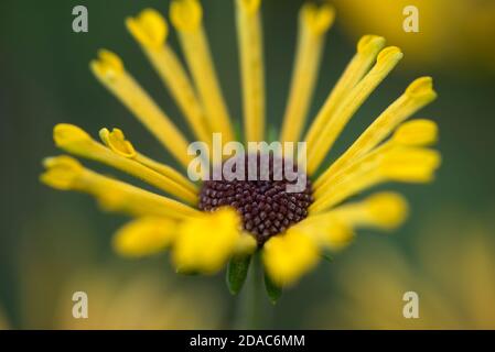 RUDBECKIA SUBTOMENTOSA HENRY EILERS Foto Stock