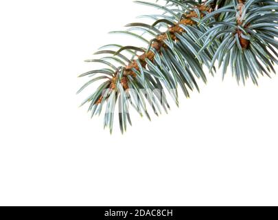 Ramo di abete isolato su sfondo bianco. Ramo ad albero blu. Ornamento di Natale. Foto Stock