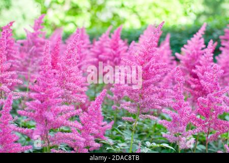 Pianta di Astilbe (detta anche barba di falsa capra e falsa spirea) con fiori rosa piume che crescono nel giardino Foto Stock