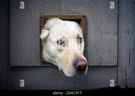 Primo piano della testa di Labrador che si attacca attraverso l'aletta del gatto in porta di legno Foto Stock