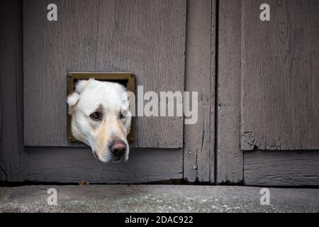 Primo piano della testa di Labrador che si attacca attraverso l'aletta del gatto in porta di legno Foto Stock