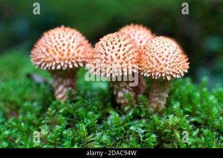 Spalycap Shaggy (Squarrosa di Pholiota) funghi sta crescendo nella foresta di muschio Foto Stock