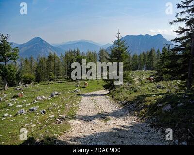 Al Bromberg Alm vicino Ebensee Foto Stock