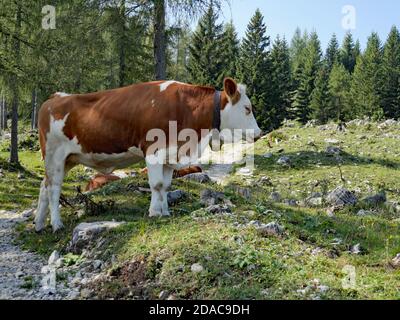 Al Bromberg Alm vicino Ebensee Foto Stock