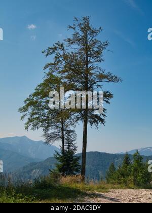 Al Bromberg Alm vicino Ebensee Foto Stock