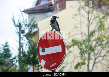 Un corvo seduto sul cartello di No Entry Road a Sofia Foto Stock