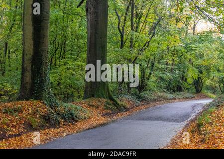 Un vicolo di campagna di asfalto attraverso alcuni bei boschi autunnali a Everton Stubbs vicino a daventry Northamptonshire. Foto Stock