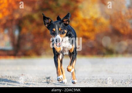 cane è in esecuzione con orecchie floppy su una passeggiata autunnale, appenzeller sennenhund Foto Stock