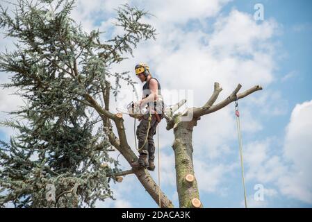 Arborista o chirurgo dell'albero che lavora sulla cima di un albero. Foto Stock