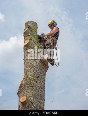 Chirurgo dell'albero o Arborista che taglia la cima da un albero. Foto Stock