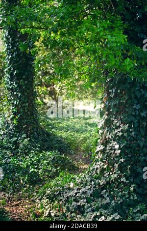 Misteriosa foresta con Ivy (Hedera) pianta su tronchi di alberi. Foto Stock