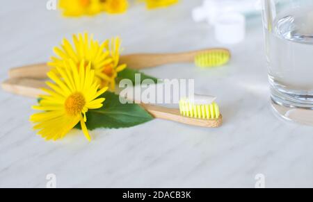 Due spazzolini da denti in legno (bambù) con setole gialle, uno con dentifricio e vetro con acqua limpida sulla superficie in marmo tra fiori gialli Foto Stock