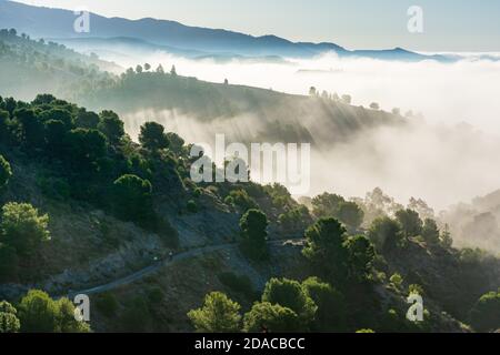 Ciclisti su una strada di campagna e tra gli alberi che sono nascosti dalla nebbia. Foto Stock