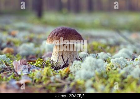 Singolo fungo Boletus pinophilus, comunemente noto come il bolete di pino o pineta re bolete che cresce nella foresta tra muschio bianco e verde Foto Stock