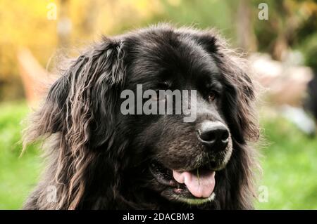 Terranova femmina cane testa closeup in giornata di sole Foto Stock