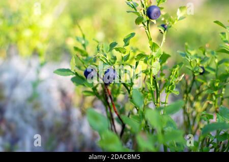Mirtilli, o spesso blueberrie europee (lat. Vaccinium mirtillo) arbusto con frutti blu scuro maturi che crescono tra muschi bianchi nella foresta in estate Foto Stock