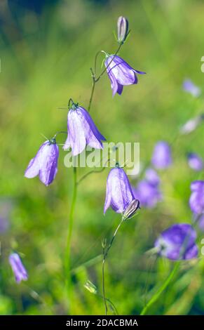 Fioritura violetta in un prato soleggiato Foto Stock