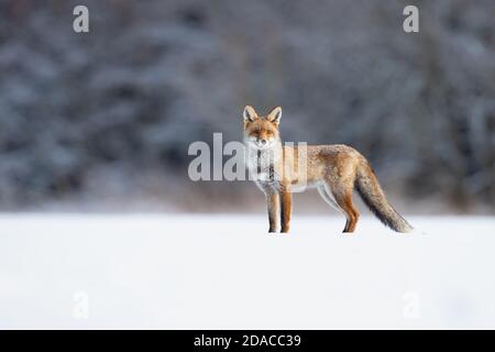 Volpe rossa presa durante l'inverno in Repubblica Ceca Foto Stock