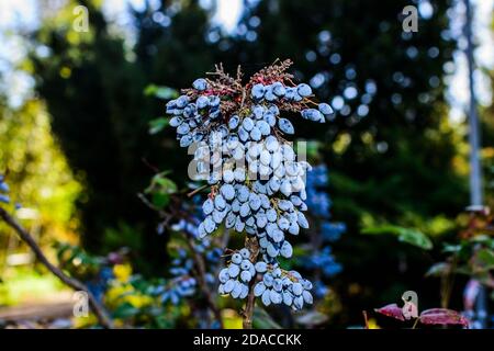 Mahonia aquifolium. Bacche blu sono appesi su un cespuglio di mahonia japonica. Sono commestibili ma sono abbastanza crostate e possono essere usate per fare le marmellate, le gelatine, e. Foto Stock