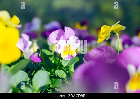 Bellissimi fiori di pansy che crescono nel giardino in primavera soleggiata giorno Foto Stock