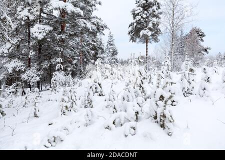 Bordo di un bosco con campi e pini innevati, paesaggio invernale Foto Stock