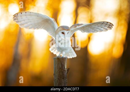 Gufo di fienile preso durante la mattina congelata. Preso in repubblica Ceca Foto Stock