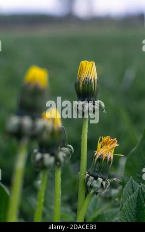Dente di leone giallo (Taraxacum) fiori chiusi che crescono nel prato a. estate sera Foto Stock