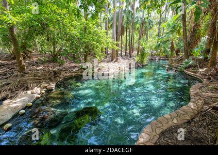 Mataranka, territorio del Nord - le persone che nuotano alle piscine calde di Mataranka nel Parco Nazionale di Elsey nel territorio del Nord, Australia. Foto Stock