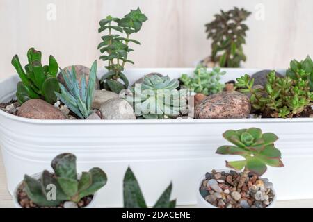 Varietà di succulenti che crescono in vasi di fiori all'interno Foto Stock