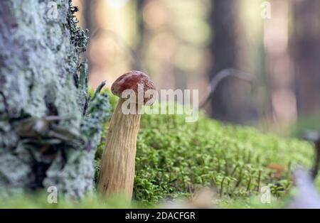 Piccolo giovane fresco lat di funghi nordamericani. Aureoboletus proiettili che crescono nella foresta lettone tra il muschio Foto Stock