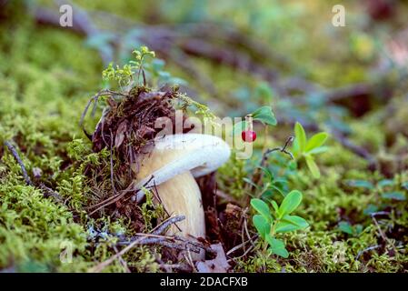 Un singolo penny bun anche cep, porcini o porcini (lat. Boletus edulis) fungo sta crescendo nella foresta di muschio vicino ad arbusto di lingonberry. Foto Stock