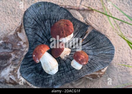 Funghi di pino appena raccolti (Boletus pinophilus) sul ceppo a forma di cuore. Vista dall'alto. Foto Stock