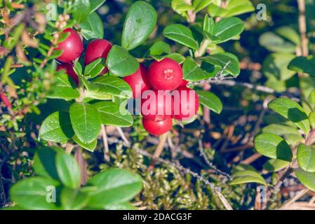 Macro shot di Lingonberry anche partridgeberry, mirtillo di montagna o bacca di bacca (lat. Vaccinium vitis-idaea) arbusti con frutti rossi maturi che crescono tra g Foto Stock