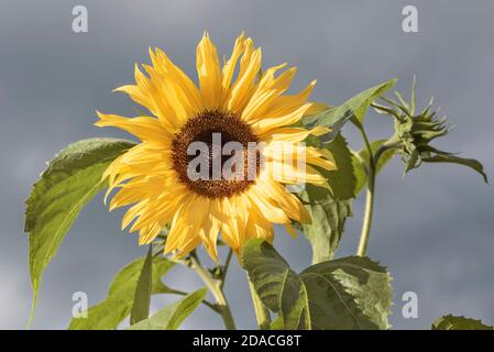 Girasole giallo (ancora non maturo) sullo sfondo grigio del cielo nuvoloso Foto Stock