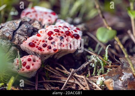 Fungo immangiabile Hydnellum peckii con tappo a forma di imbuto con bordo bianco e gocce di guttazione rosso brillante, nomi comuni: Fragole e crema Foto Stock