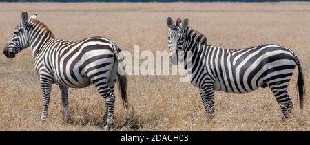 Africa, Kenya, Plateau di Laikipia, Distretto di frontiera settentrionale, Conservatorio di OL Pejeta. Zebra di Wild Burchell (Equus quagga burchellii) Foto Stock