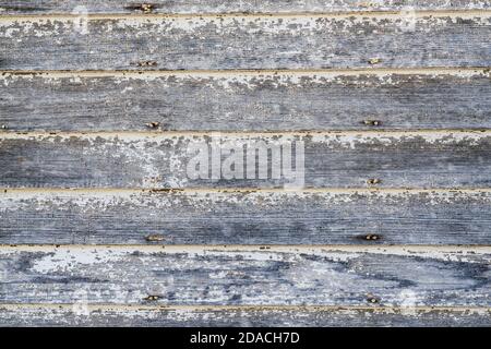 Sfondo a listone di legno bianco e grigio con vernice a peeling Foto Stock