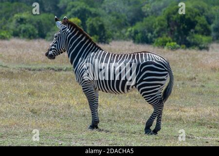 Africa, Kenya, Plateau di Laikipia, Distretto di frontiera settentrionale, Conservatorio di OL Pejeta. Zebra ibrida, croce tra una zebra di Grevy. Foto Stock
