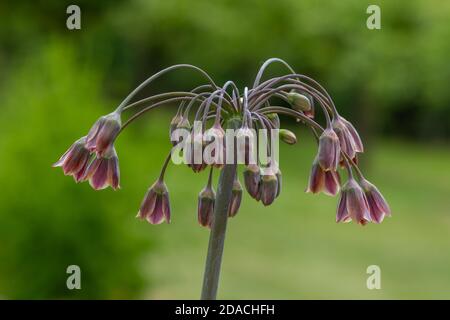 Primo piano di un giglio di miele (Allium siculum) pianta in fiore Foto Stock