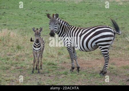 Africa, Kenya, Serengeti Settentrionali, Maasai Mara. Pianure zebra aka comune o zebra di Burchell (SELVAGGIO: Equus burchellii) mare e foal. Foto Stock
